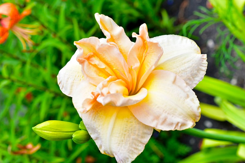 Light pink peach daylily flower in the garden