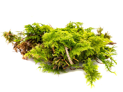 苔藓孤立在白色背景上