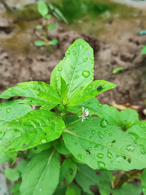 布林加拉杰医学计划的特写镜头