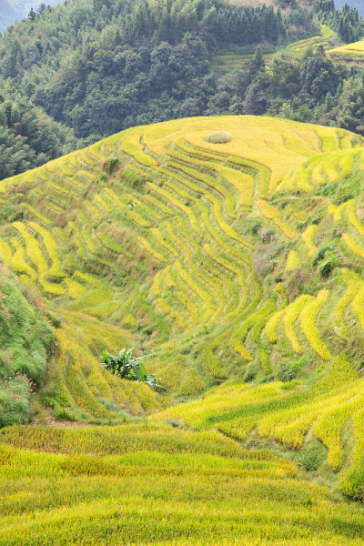 隆基水稻梯田
