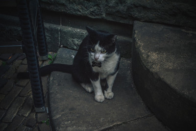黑猫在街上