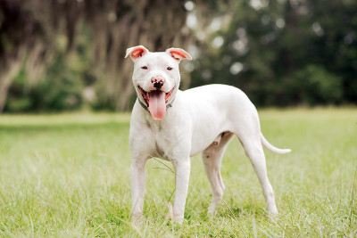 比特斗牛梗混血犬