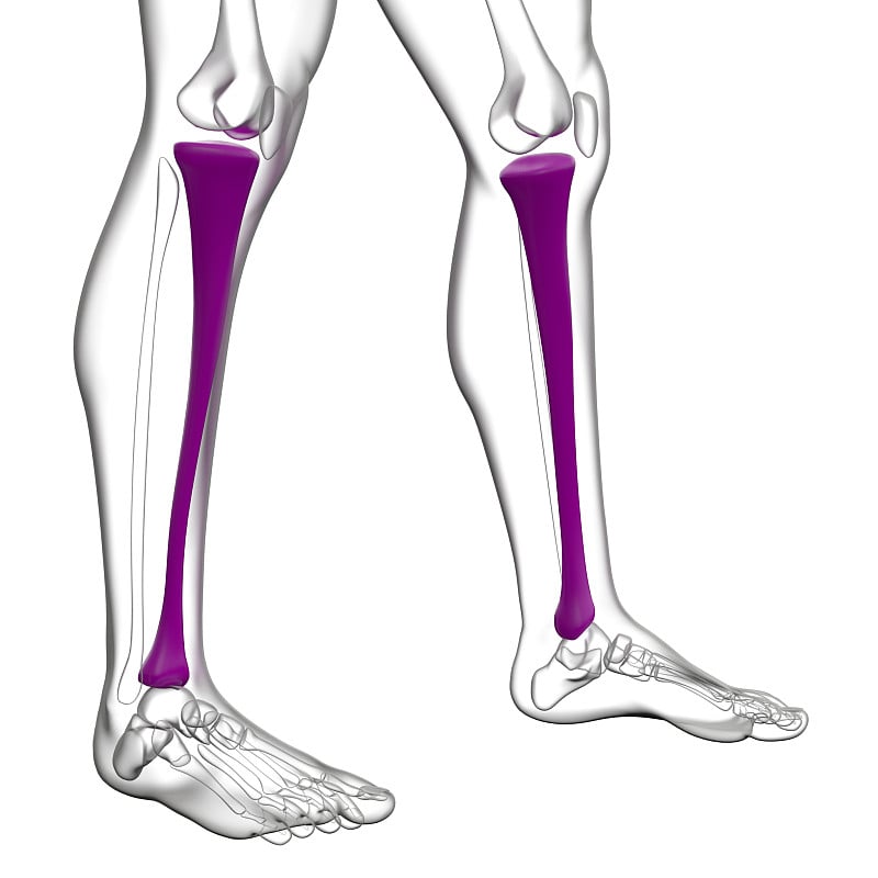 胫骨骨的3d渲染医学插图