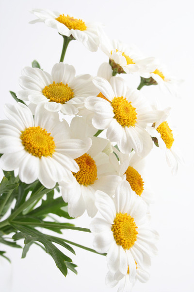 金盏花
