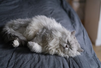栗鼠猫睡在床的边缘