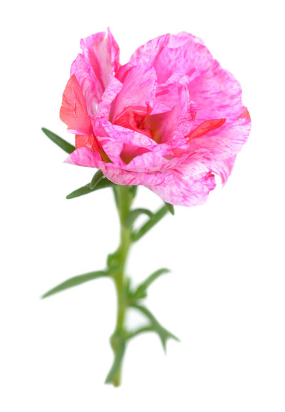 开大花的花