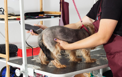 梳妆用的约克郡犬