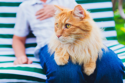 那只猫正坐在他的手上。Kurilian短尾猫。