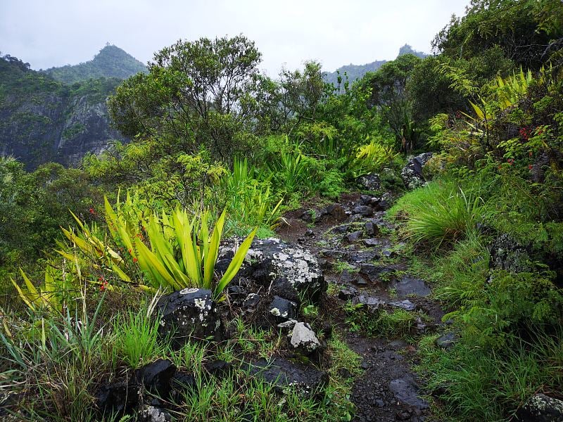 Cirque de Cilaos -步道通过美丽的自然在徒步旅行者的天堂与巧克力叶在前景