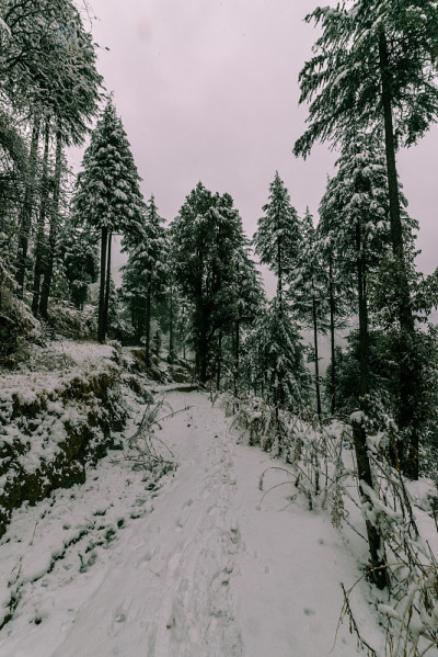 雪覆盖的道路周围的雪松在喜马拉雅山