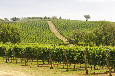 近海岸沼泽地(Tuscany),葡萄园