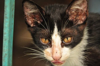 一只猫的肖像。狂野的眼睛和长长的胡须