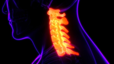 人体骨骼系统解剖学中的脊柱、颈椎