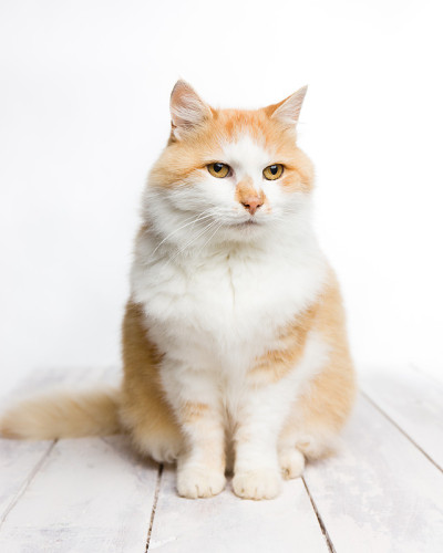 红白相间的长毛猫在白木上