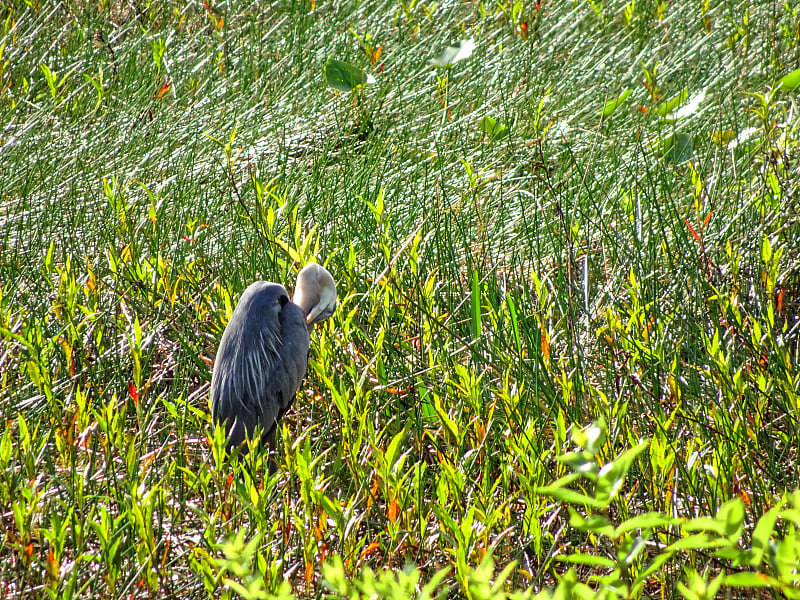 大蓝鹭- Ardea herodias