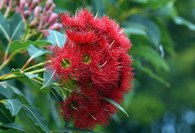 红开花桉树开花和芽，山药Corymbia ficifolia野火品种，桃金娘科。西澳大利亚西南海岸奥