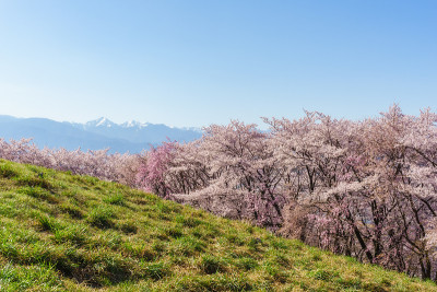 樱花和日本北部阿尔卑斯山