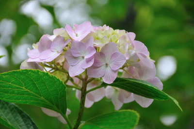 绣球花