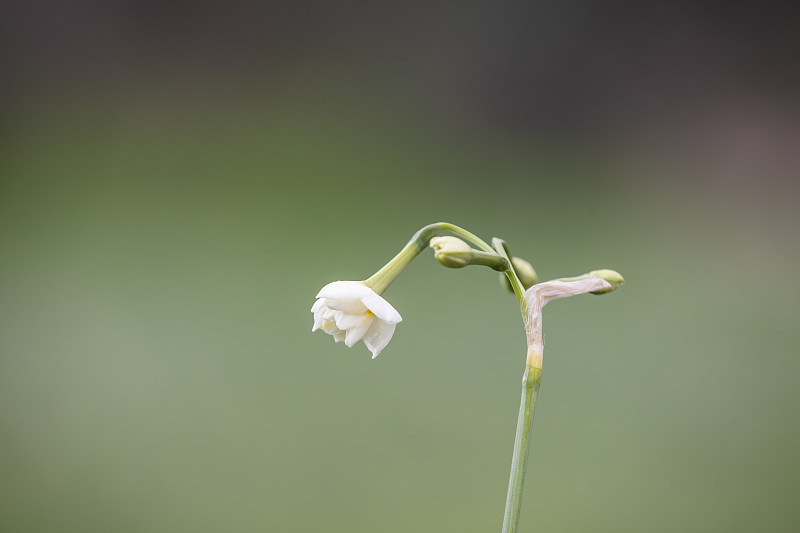 白色的水仙花儿