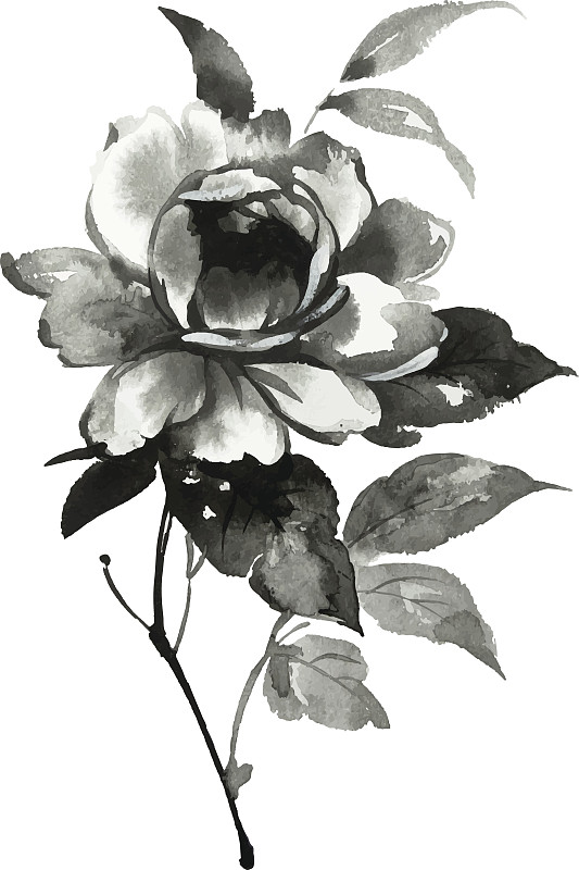 牡丹花水墨插画。烟灰墨的风格。