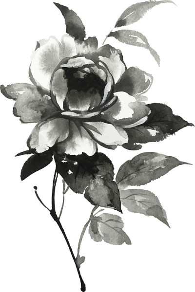 牡丹花水墨插画。烟灰墨的风格。