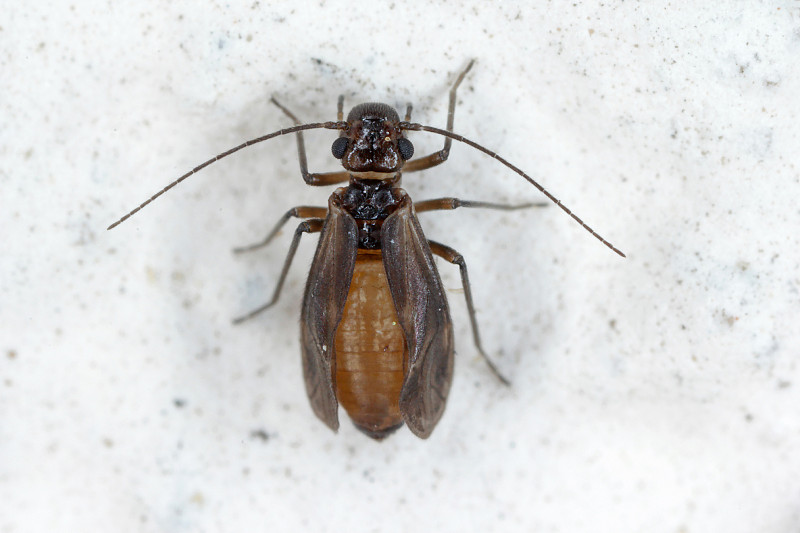 Psocid (Psocoptera)又称书虱、皮蝇或皮蝇，是一种众所周知的储存产品的害虫。昆虫在墙