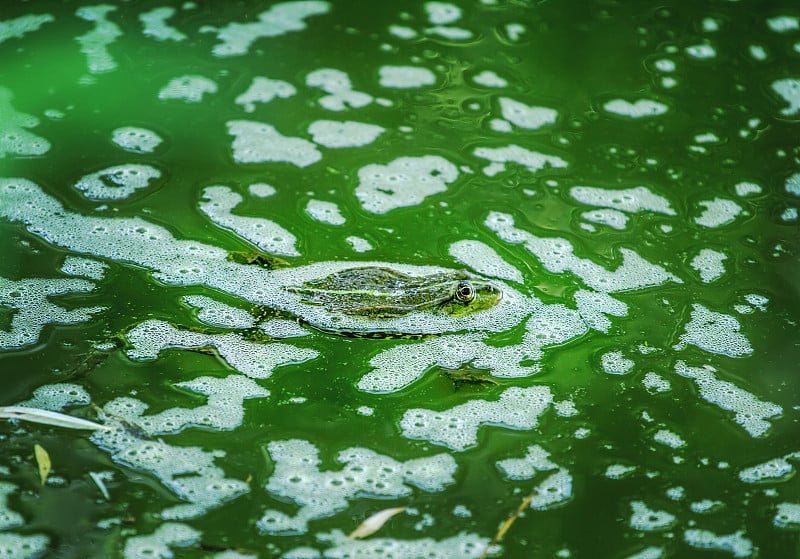 青蛙在湖水中