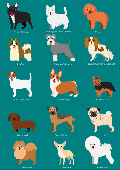 小型犬品种与品种名称组合