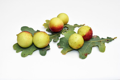 由Cynips quercusfoli昆虫(Cynips quercusfoli科)引起的带有大瘿的