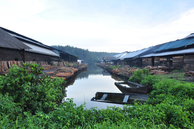 红树林