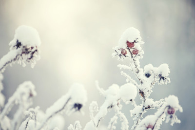 狗玫瑰的果实覆盖着霜和雪
