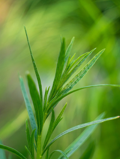 龙蒿或黄芪绿色草本植物叶子生长在花园里的土壤中。药用和食用植物蒿