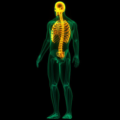 人体骨骼系统中轴骨骼解剖学