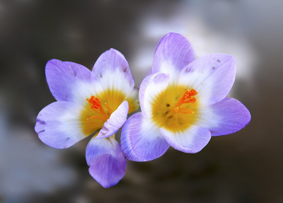 春天的花朵