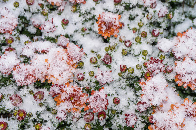 第一场雪。黄色的菊花。