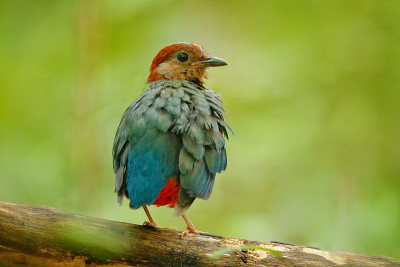 Red-bellied Pitta, Pitta erythrogaster, sitting on