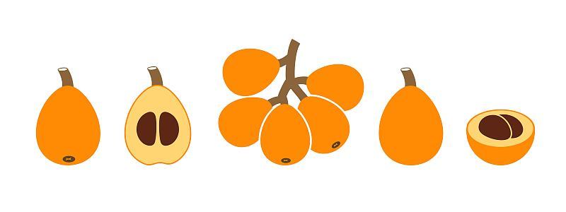 Loquat logo. Isolated loquat on white background
