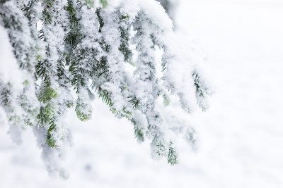 雪中的树木，