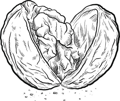 破开核桃素描