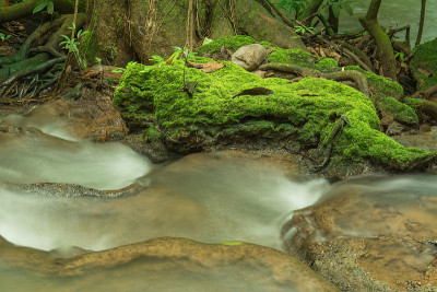绿色的苔藓