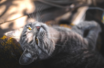 舒适和美丽的照片灰色小猫在秋天的光，专业的肖像与很大的清晰度
