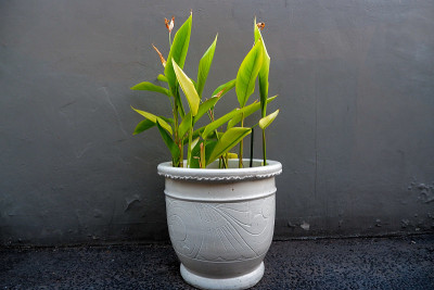 室内植物