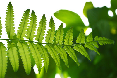 植物蕨类植物