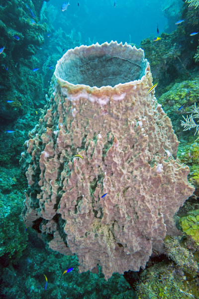 水下珊瑚礁