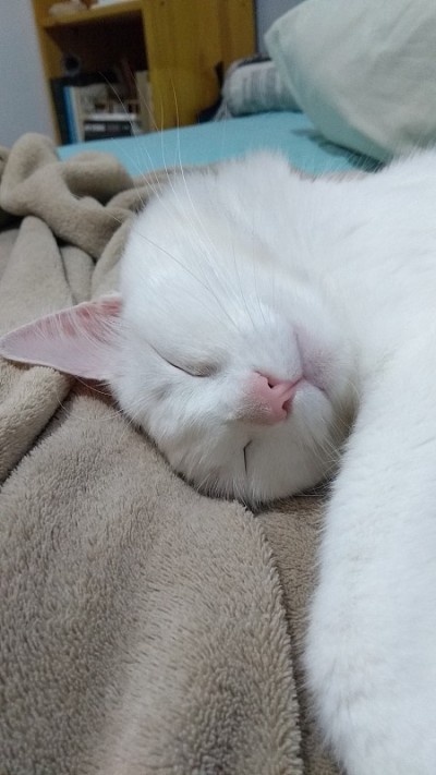土耳其安哥拉猫