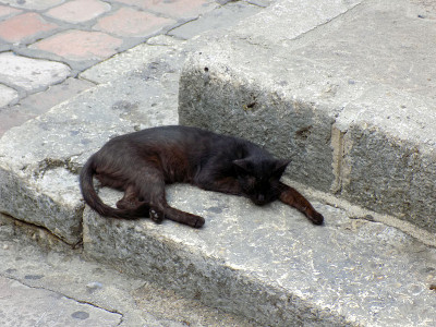 美丽的黑猫睡在石阶上