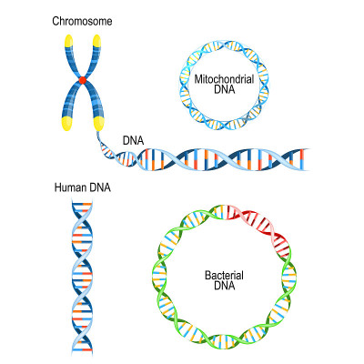 人类DNA -双螺旋，圆形原核生物染色体(细菌DNA)，线粒体DNA