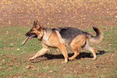 可爱的德国牧羊犬嘴里叼着木棍在秋天的公园里奔跑。宠物的动物。