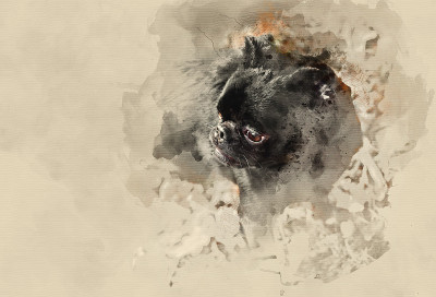 小布拉班松犬