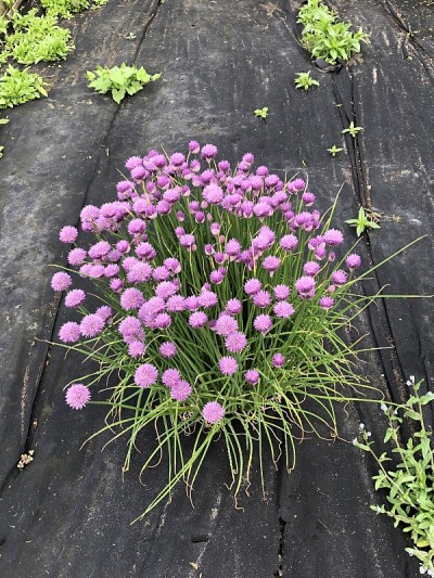 韭菜和杂草